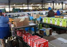 Cara cara navels being packed for the Canadian market.