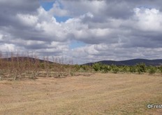 A snapshot of Bufland's two fruit divisions: stonefruit and citrus, not a common combination in Limpopo Province.