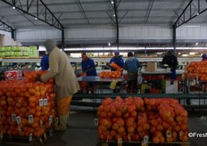 Class 2 and 3 fruit for the local markets are bagged.