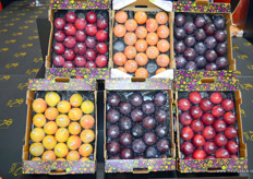 Spanish plumots, ready for export to the Chinese market.