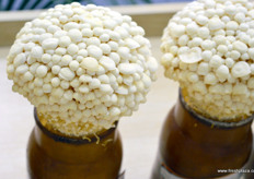 Shenzhen Yong Jia Fresh Produce exports fresh vegetables to Europe and other overseas markets.