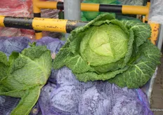Large cabbage for sale, almost twice the size of an average cabbage found in stores. The purple cabbage, gives an indication of the size.