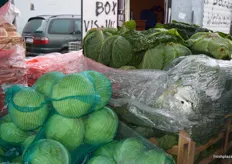 A variety of cabbage, a popular traditional Polish vegetable.