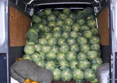 A truck full of large cabbages.