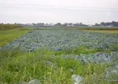 A cabbage field right behind the gates of the Bronisze market.