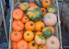 Different types of pumpkins which are commonly used for soups.