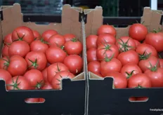 More and more Polish growers are switching over to growing the pink tomatoes.