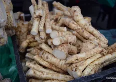 Close up of parsley root.