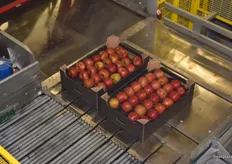 Sorted apples off to be put on pallets for shipment.