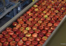 Sorted apples making their way to be packed.