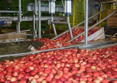 Harvested apples of all different sizes are loaded into the sorted equipment.