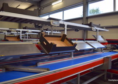 Once sorted, workers put apples into cartons by hand and double check the weight of each box.