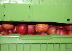 Apples in storage.