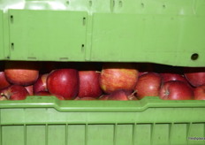 Apples in storage.