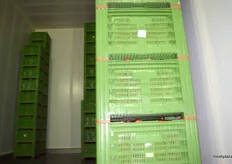Towers of apples in storage.