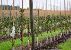 A view of new trees planted last April.