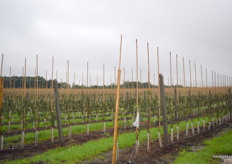 Apple saplings just a few months old.