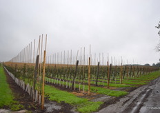 Grojecki Owoc planted a large amount of new trees this year.