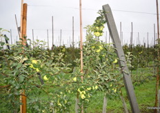 Golden Delicious up close.