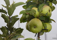 Rain covers the Golden Delicious ready to be harvested.