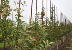 Rows of the more mature apple trees.