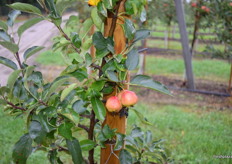 The spring frost costs some trees to have very small apples.
