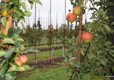 Small apples (in front) in comparison to the size they would normally be by this time in the season.