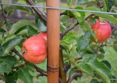Apple with grooves in the flesh caused by frost.