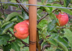 Apple with grooves in the flesh caused by frost.