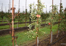 An apple tree that didn't make it.