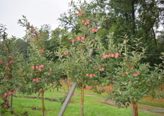 Older and stronger apple trees, not affected by frosts.