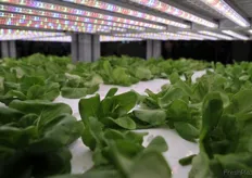 Lettuce cultivated with the hydroponic system.