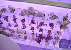 Spaces for hydroponic cultivation