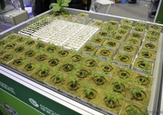 Ready for transplant