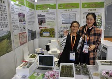 "Cheng Wei Hai shows the different types of "Actinidia Chinensis"