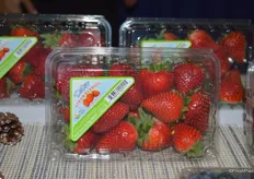 Strawberries grown in Central Florida