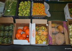Different squash varieties