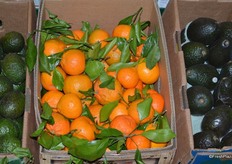 Stem-and-leaf mandarins