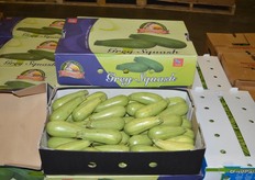 Grey squash from Mama Mia produce, located in New Jersey.