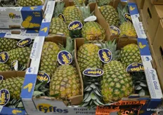 A 5 ct. box with pineapples from Costa Rica. This is about as big as they come.