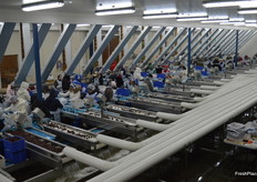 This line can pack 10 tonnes an hour.