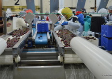 The cherries are hydro-cooled straight after picking.