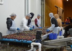 They are chilled for 25 hours in the cold store before packing.