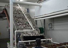 The graders only remove 70%, the rest is done by hand.