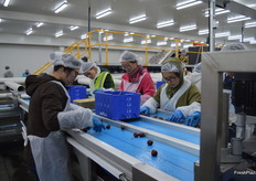 Reid built an new packshed which was operational this season.