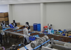 Cherries are graded and sorted into lanes.
