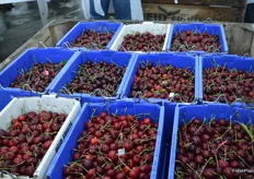 Cherries are picked into 8kg lugs which prevents damage to the fruit.