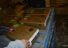 Reid's gold gift box.