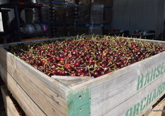 Cherries come from the orchards.
