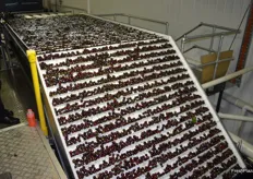 The sorting line can handle 10 tonnes per hour.
